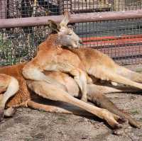 充滿驚喜的九州自然動物園