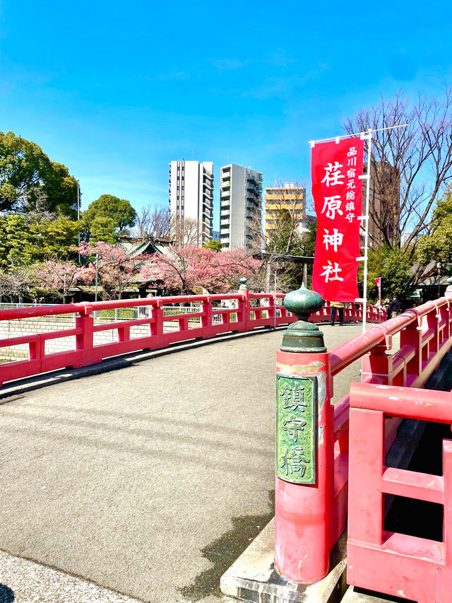 【荏原神社/東京都】寒緋桜が美しい神社