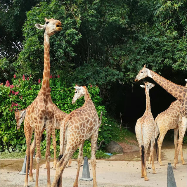 馬來西亞國家動物園：綠蔭樂園，無窮體驗和樂趣