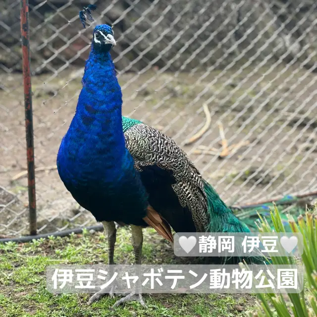 【デートにもオススメ】静岡 伊豆 伊豆シャボテン動物公園 ゼロ距離で触れ合える可愛い動物たちと多肉植物