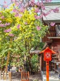 蔵前神社のミモザ×河津桜のリアルレポ