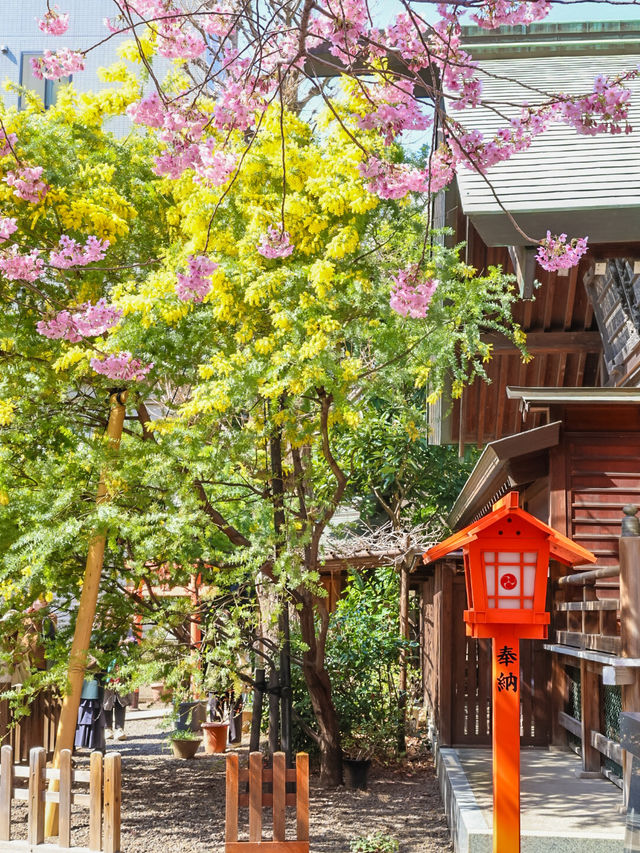 蔵前神社のミモザ×河津桜のリアルレポ