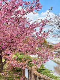 【京都】京都市内で一番早くお花見が出来る人気スポット