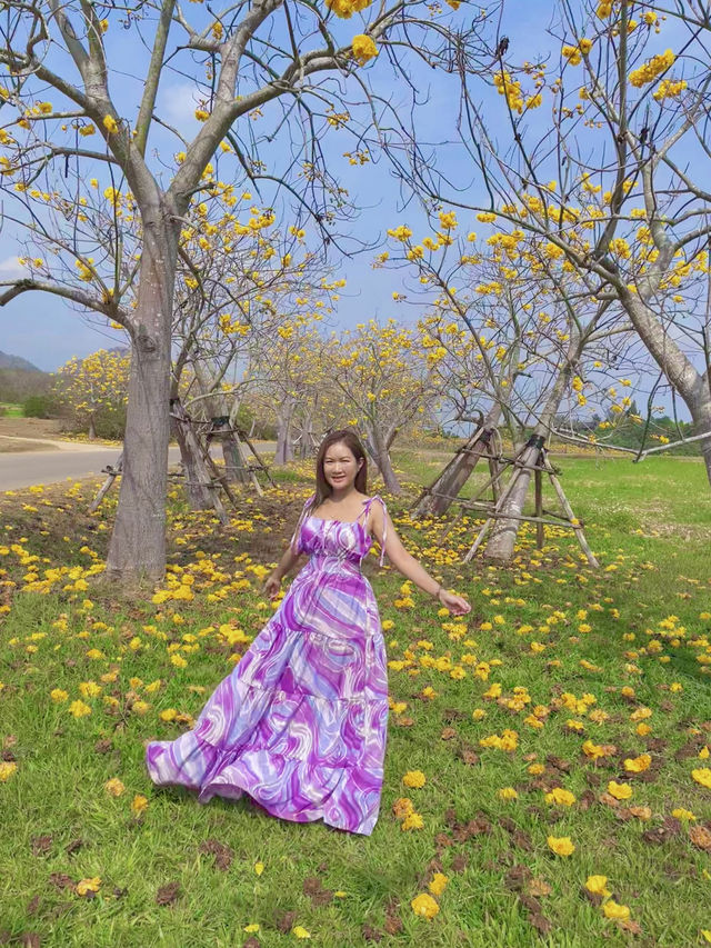 ถ่ายรูปกับดอกสุพรรณิการ์ @สิงห์ปาร์ค เชียงราย
