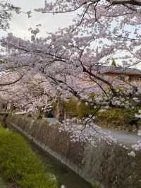 🌸哲學之道：京都山麓的春日漫步🌸