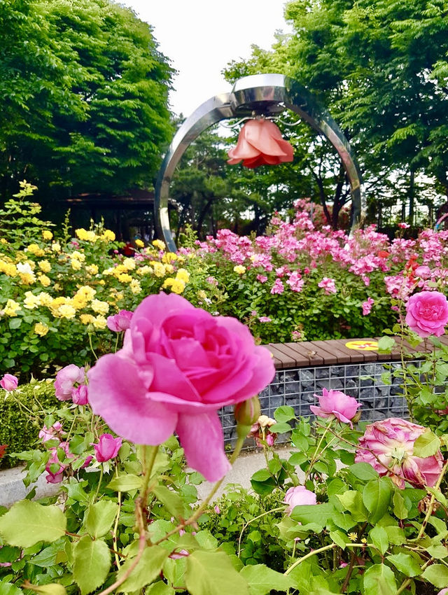 Jungnang Rose Park 