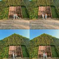 อัพเดตล่าสุด ดอกเหลืองชัชวาลย์🌼 คาเฟ่เขาใหญ่