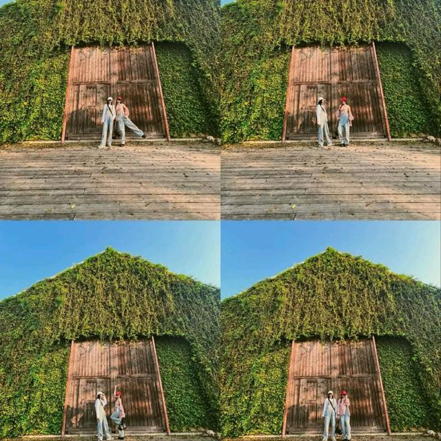 อัพเดตล่าสุด ดอกเหลืองชัชวาลย์🌼 คาเฟ่เขาใหญ่