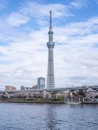 就在淺草！東京最容易去的賞櫻景點、隅田公園
