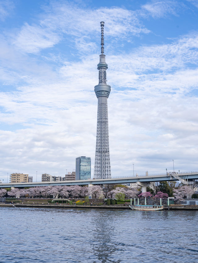 就在淺草！東京最容易去的賞櫻景點、隅田公園