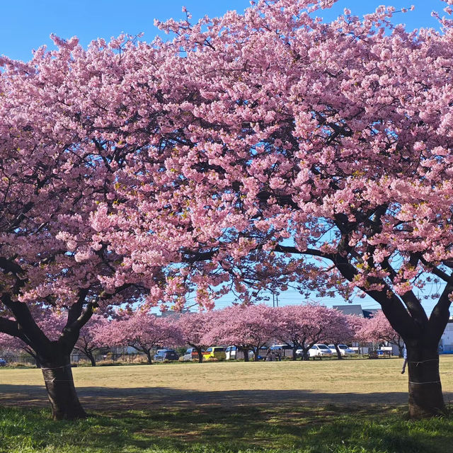 【橫濱山下公園】賞櫻必去景點