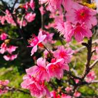 【日和山公園】櫻花 🌸 共度美好時光