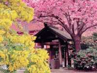 【東京】櫻花盛開，絕美景色等你來！