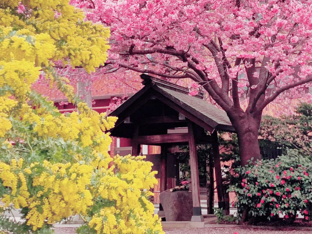 【東京】櫻花盛開，絕美景色等你來！