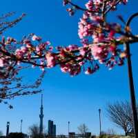 汐入公園賞櫻