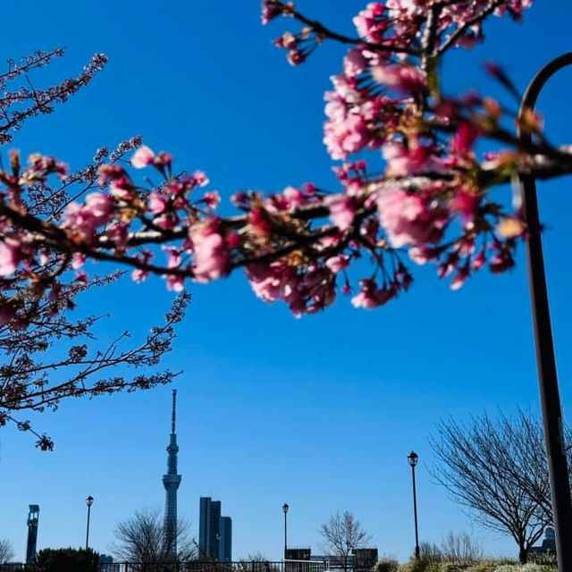 汐入公園賞櫻
