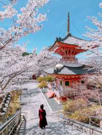 【奈良】桜大仏は必見！