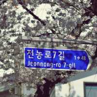 🌸 제주시의 봄을 대표하는 명소, 전농로벚꽃거리