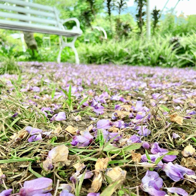 春日裡的紫色浪漫