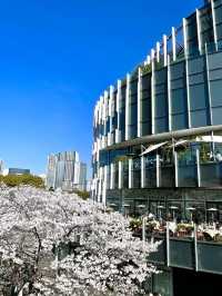 【東京ミッドタウン/東京都】200mの桜並木を昼も夜も堪能