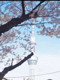 1kmにわたる桜並木が圧巻！隅田公園の桜🌸
