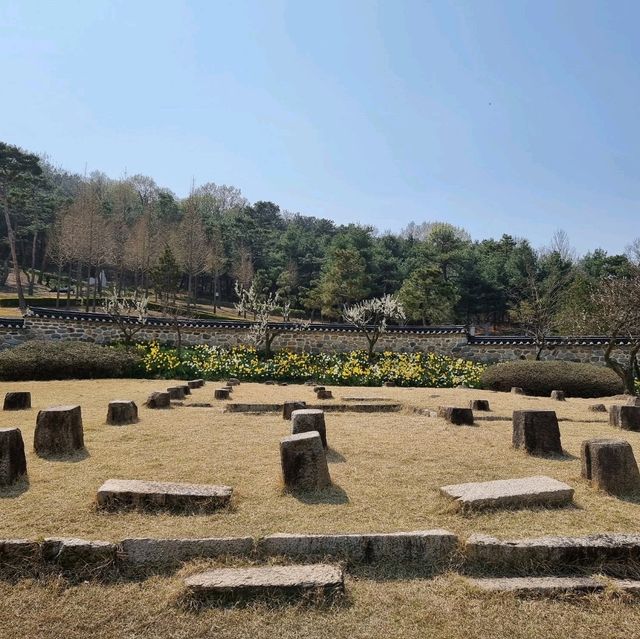 수선화가 만발한 추사고택