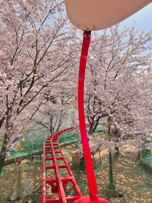 떠오르는 벚꽃 명소 김해가야랜드 
