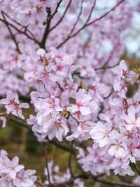 【富山】18種類1,800本もの桜が植えられている公園