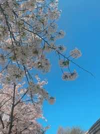 아기자기한 벽화 보는 재미가 있는 벚꽃길 봄 데이트🌸 동수북로 벽화거리