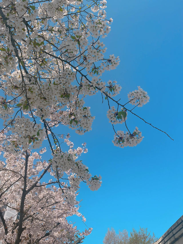 아기자기한 벽화 보는 재미가 있는 벚꽃길 봄 데이트🌸 동수북로 벽화거리