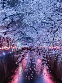 関東　夜桜写真スポット4選