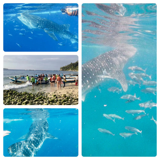 🐋🤿 Snorkeling with Gentle Giants in Oslob! 🌟📸