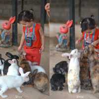 ฟาร์มแกะเพชรบุรี ที่ไม่ได้มีแค่แกะ เดินเพลินมาก