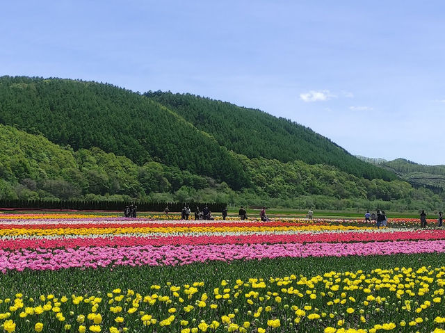 Kamiyubetsu Tulip Park