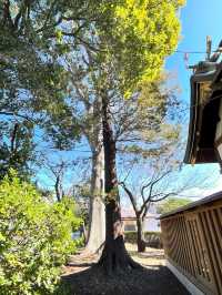 【熊野神社（恋ヶ窪）/東京都】何度も再建され今に続く