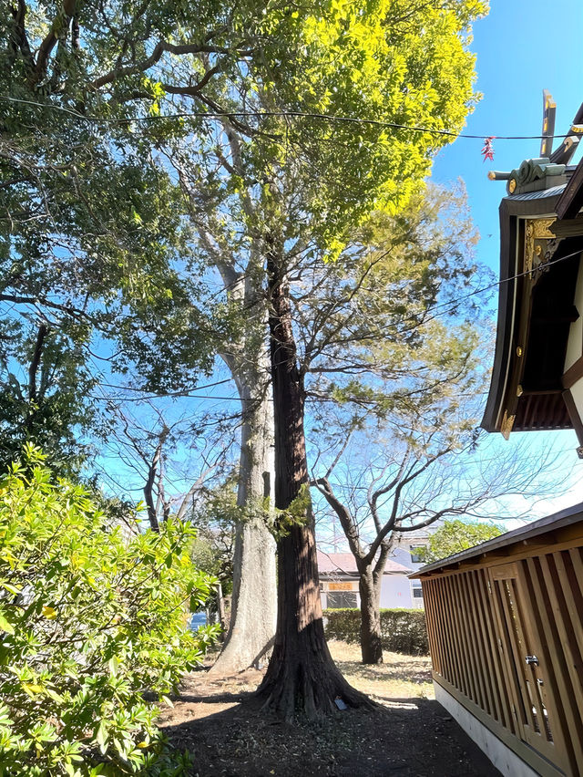 【熊野神社（恋ヶ窪）/東京都】何度も再建され今に続く