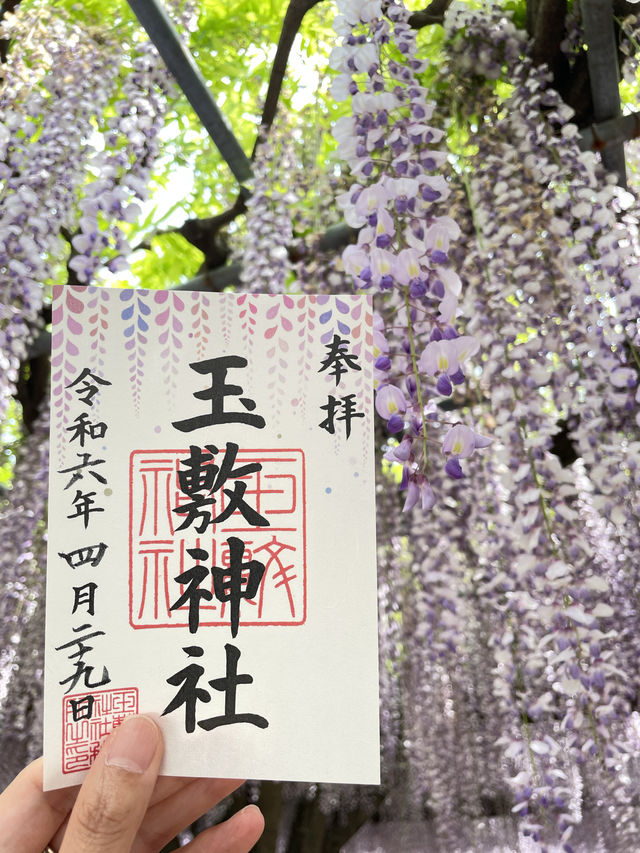 【玉敷神社のフジ/埼玉県】紫色が美しい関東有数の藤スポット 