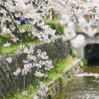 【京都】河原町エリアから徒歩でいける高瀬川の桜スポット