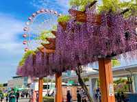 ดอกวิสทีเรีย (Wisteria) ที่เมืองKariya 🌆🎡🪻