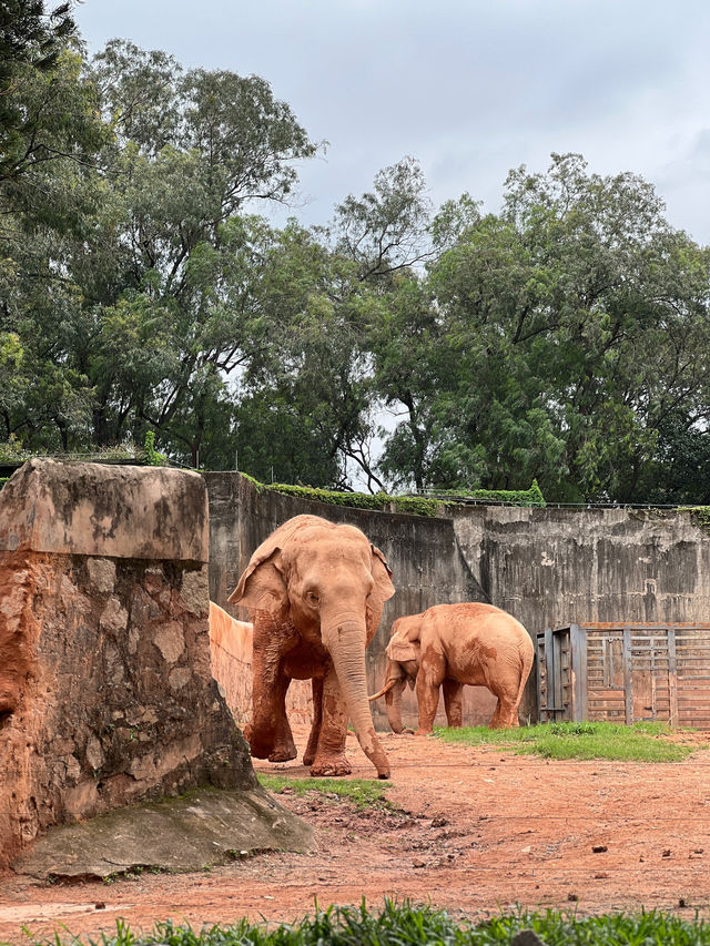 廣州市內親子遊第一推介❣️廣州動物園🥳