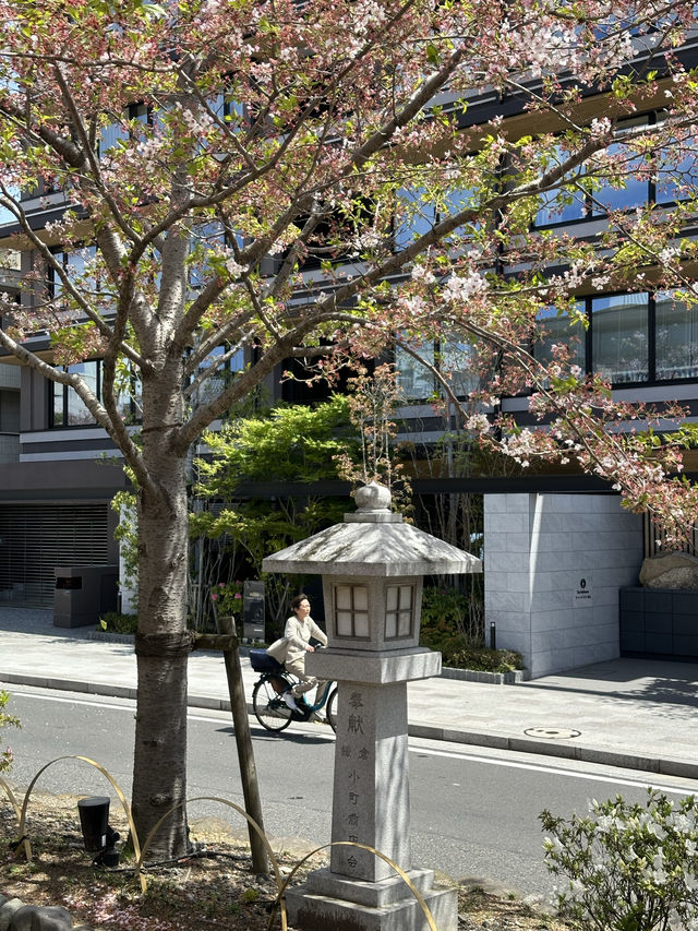 벚꽃과 자연과 함께 🌸 가마쿠라의 봄을 느낄 수 있는 여행지를 추천드려요! 