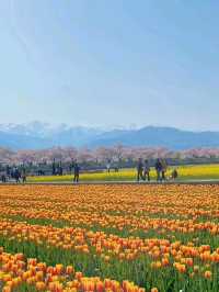 春の絶景 あさひ舟川春の四重奏