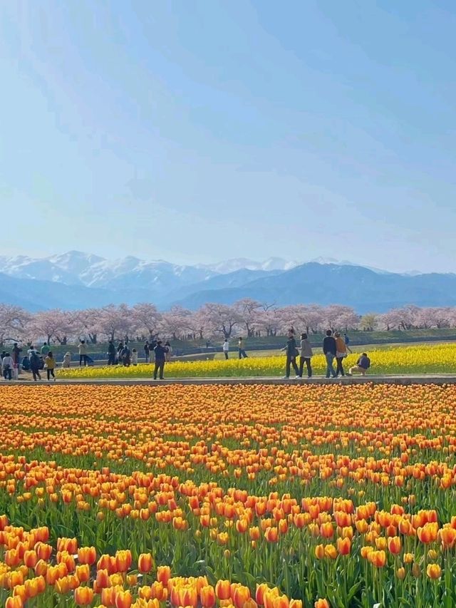 春の絶景 あさひ舟川春の四重奏
