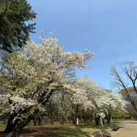 上汐公園：春季粉紅櫻花，享受大自然的美好