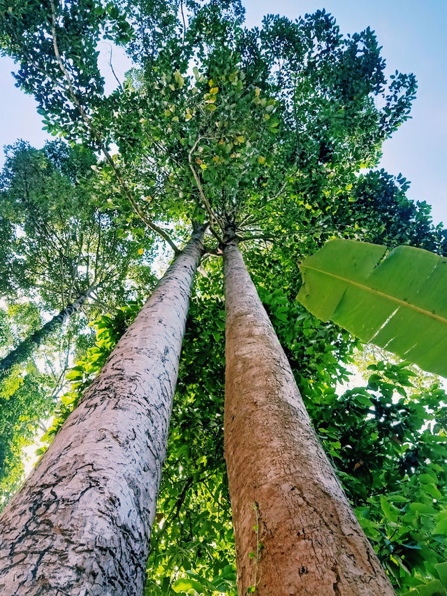 The Giant Tree