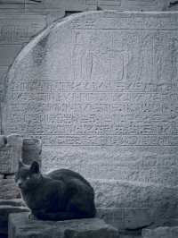 【エジプト】かつて猫が神格化されていた国