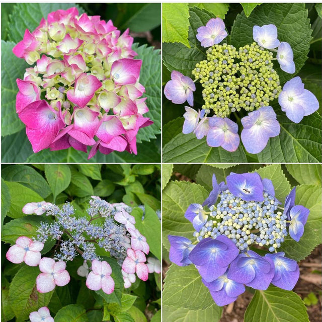 【福岡観光】敷地内には7000株の紫陽花が咲いてるよ