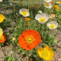 【福岡観光】園内お花で埋め尽くされていて素敵