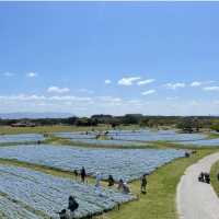【福岡観光】園内お花で埋め尽くされていて素敵