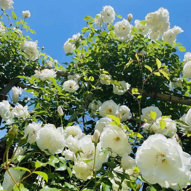 【長野県/高遠　約270種類のバラが咲く丘の上のローズガーデン🌹】